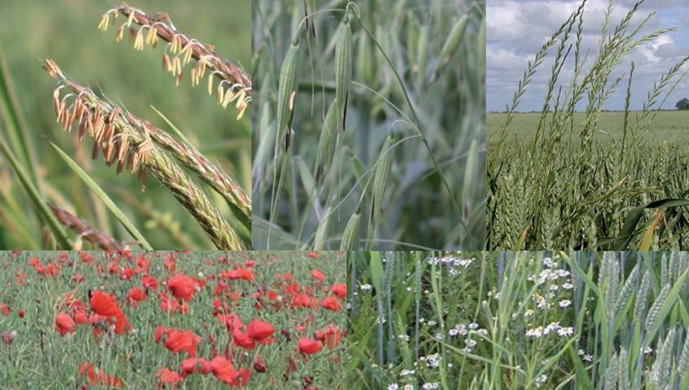 Some weed species associated with herbicide resistance in the UK